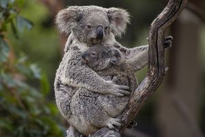 Koala: Adorable marsupial with human-like features and unique biological mysteries-5