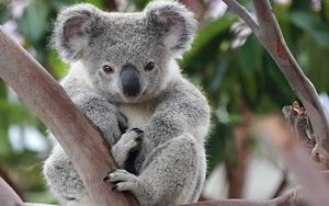 Koala: Adorable marsupial with human-like features and unique biological mysteries-2