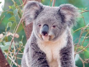 Koala: Adorable marsupial with human-like features and unique biological mysteries-6