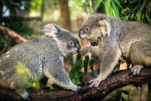 Koala: Adorable marsupial with human-like features and unique biological mysteries-3