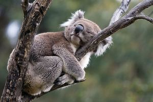 Koala: Adorable marsupial with human-like features and unique biological mysteries-1