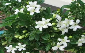 Auspicious Ornamental Plant for Peace & Prosperity Favored by the Wealthy-7