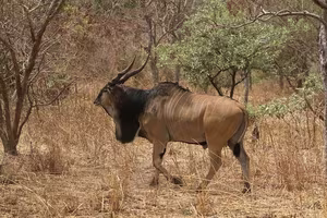 Discover Africa's 'Twisted-Horned Deity' - The Majestic Beauty of the Giant Eland-5
