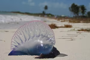 Deadly Portuguese Man O' War Washes Ashore Urgent Warning Issued for Beachgoers-6