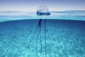 Deadly Portuguese Man O' War Washes Ashore Urgent Warning Issued for Beachgoers-2