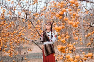 Discover Moc Chau's Ripe Persimmon Season: Vietnam's Enchanting Nature!-3