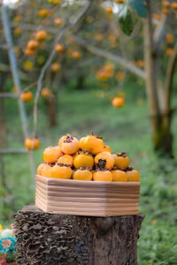 Discover Moc Chau's Ripe Persimmon Season: Vietnam's Enchanting Nature!-7