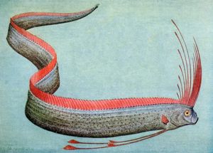 Giant Oarfish: Ocean Mystery, Natural Disaster Omen from the World's Longest Bony Fish-3