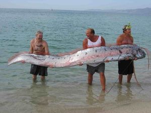 Giant Oarfish: Ocean Mystery, Natural Disaster Omen from the World's Longest Bony Fish-0