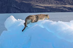Explore the Majestic Beauty of Perito Moreno Glacier a Glacial Wonder in Patagonia South America-8