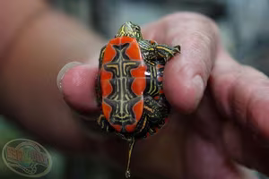 Discover the Unique North American Painted Turtle: Witness its Shell as Beautiful as a Painting with Mesmerizing Artistic Patterns.-6