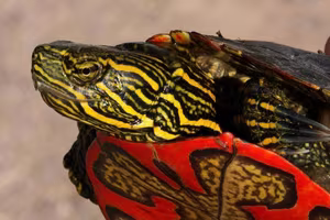 Discover the Unique North American Painted Turtle: Witness its Shell as Beautiful as a Painting with Mesmerizing Artistic Patterns.-5
