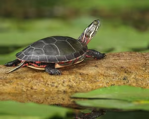 Discover the Unique North American Painted Turtle: Witness its Shell as Beautiful as a Painting with Mesmerizing Artistic Patterns.-4