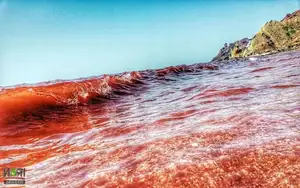 Crimson Sea Mystery: Natural Phenomenon or Strange Omen After Heavy Rain?-6
