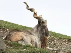 Markhor: Majestic Mountain Goat with Spiraling 1.5-Meter Horns, a Symbol of Central Asian Wilderness.-3