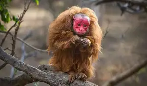 Discover the Red-faced Uakari Monkey: Unique Amazon Primate with an 'Unforgettable' Look-0