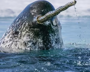 Discover the Narwhal: Arctic's Mysterious Animal with Unique Long Tusk | Ocean Secrets-1