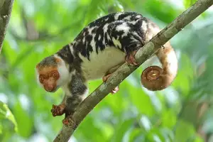 Uncover the Fascinating Truth About Oceania's Unique Cuscus-3