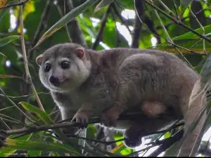 Uncover the Fascinating Truth About Oceania's Unique Cuscus-4