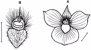 Unveiling the Devil-Face Orchid: Rare Beauty and Critical Extinction Threat-0
