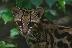Margay Cat: Cunning Hunter, Master Climber Mimicking Monkey Calls to Lure Prey-4