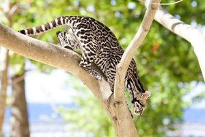 Margay Cat: Cunning Hunter, Master Climber Mimicking Monkey Calls to Lure Prey-5