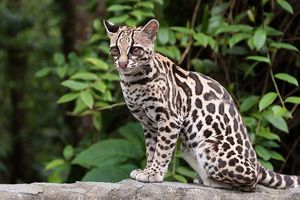 Margay Cat: Cunning Hunter, Master Climber Mimicking Monkey Calls to Lure Prey-7