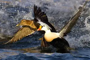 Discover the King Eider: Stunning Colors & Arctic Resilience Unveiled-6