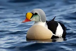 Discover the King Eider: Stunning Colors & Arctic Resilience Unveiled-3