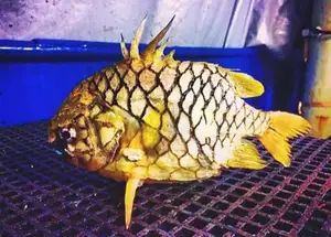 Mekong Delta's Humble Fish: Transformed into an Exquisite Grilled Delicacy for Food Lovers.-3