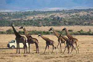 Discover Garamba National Park: Sanctuary of the World's Rarest White Rhinoceros-1