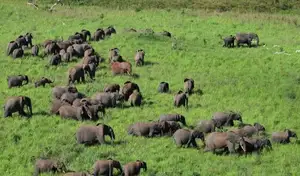 Discover Garamba National Park: Sanctuary of the World's Rarest White Rhinoceros-5