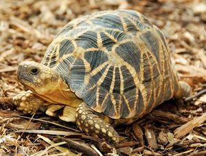 Burmese Star Tortoise Unique Beauty from Myanmar A Rare Animal Needing Conservation-6