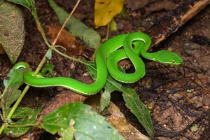 This Aggressive Green Pit Viper Attacks People During Its Peak Season, Stay Vigilant!-7