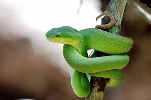 This Aggressive Green Pit Viper Attacks People During Its Peak Season, Stay Vigilant!-6