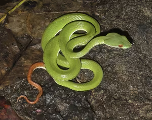 This Aggressive Green Pit Viper Attacks People During Its Peak Season, Stay Vigilant!-5