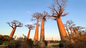 Witnessing the Majestic Tree of Life: A 3,000 Year Journey Under the Golden Sunset-9