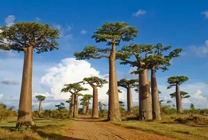 Witnessing the Majestic Tree of Life: A 3,000 Year Journey Under the Golden Sunset-2