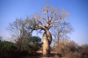 Witnessing the Majestic Tree of Life: A 3,000 Year Journey Under the Golden Sunset-4