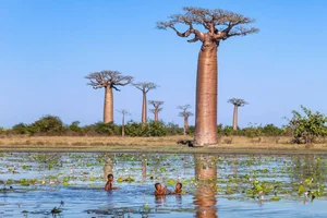 Witnessing the Majestic Tree of Life: A 3,000 Year Journey Under the Golden Sunset-3