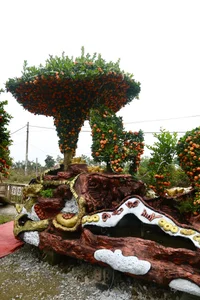Massive 15-Meter Tangerine Tree Art: The Extraordinary 'Success is Coming' Bonsai Display for Luxury Lunar New Year Garden Decor-4