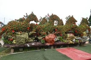 Massive 15-Meter Tangerine Tree Art: The Extraordinary 'Success is Coming' Bonsai Display for Luxury Lunar New Year Garden Decor-3