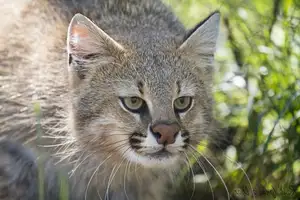 Discover the Mysterious South American Colocolo Cat: A Wild Feline Adapting Its Appearance to Harsh Environments-2