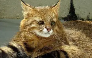 Discover the Mysterious South American Colocolo Cat: A Wild Feline Adapting Its Appearance to Harsh Environments-0