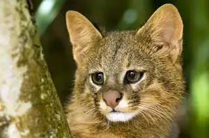 Discover the Mysterious South American Colocolo Cat: A Wild Feline Adapting Its Appearance to Harsh Environments-5