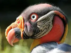 King Vulture: Unveiling the Striking Appearance of the Planet's Most Bizarre Scavenger in Flight-5