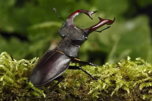 The Mystery of the Stag Beetle Worth: What Makes It So Special and Rare?-2