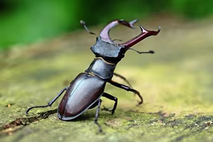 The Mystery of the Stag Beetle Worth: What Makes It So Special and Rare?-0