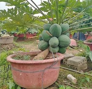 Beautiful Fruit-Bearing Bonsai Trees: Unique Indoor Plants for Prosperity, Luck, and Elegant Home Decor Inspiration-3