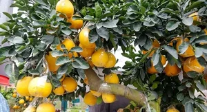 Beautiful Fruit-Bearing Bonsai Trees: Unique Indoor Plants for Prosperity, Luck, and Elegant Home Decor Inspiration-9